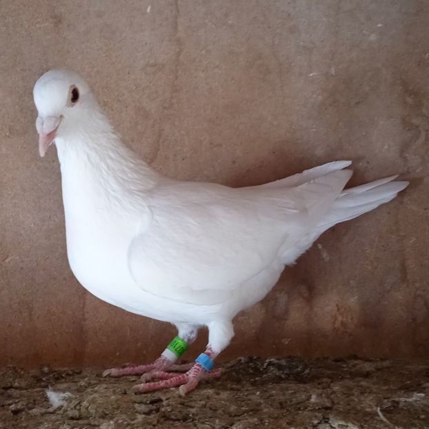 Femela 23-101....-vandut - Porumbei vanduti