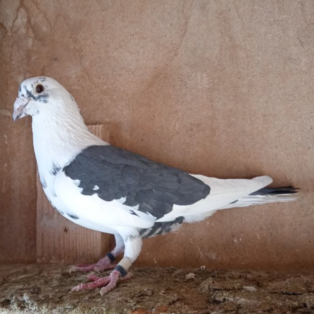 Mascul 20-938 - Baltat negru