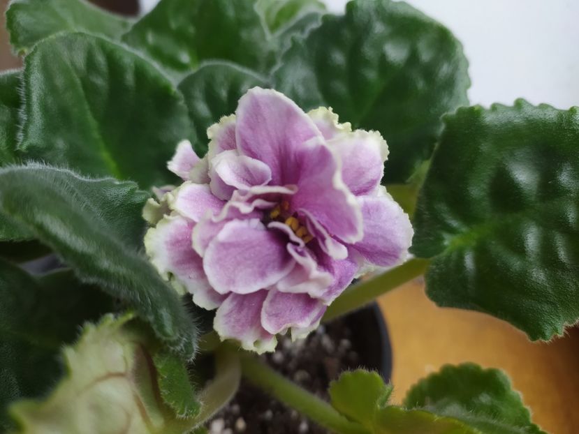 13 ianuarie 2024 - VaT Klassiceskij Vkus