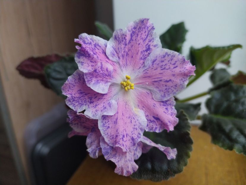 13 ianuarie 2024 - LE Marusya