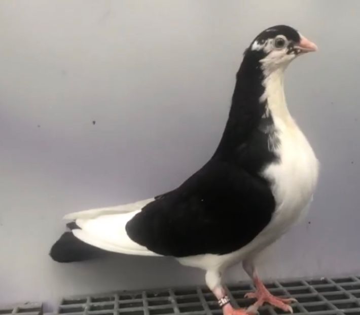 Mascul 2023 - Plecați ALBUM 4