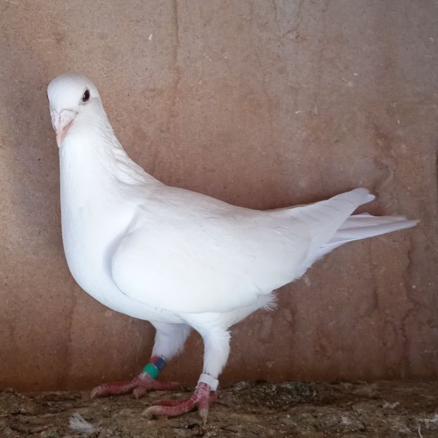 Femela 16-701....-20 lei - Porumbei vanduti