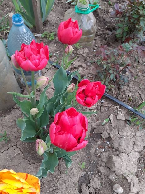  - 0 PLANTE PERENE SI ARBUSTI