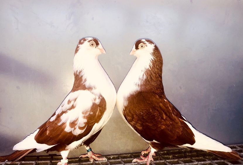 Perechea  45 - B - Perechi 2024