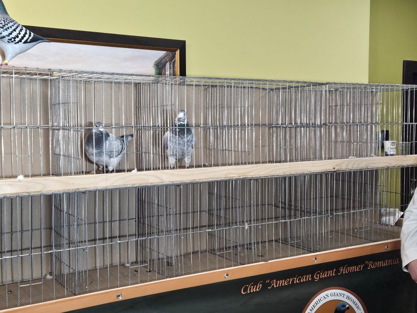  - EXPOZIȚIE CLUB CAGHR 2024