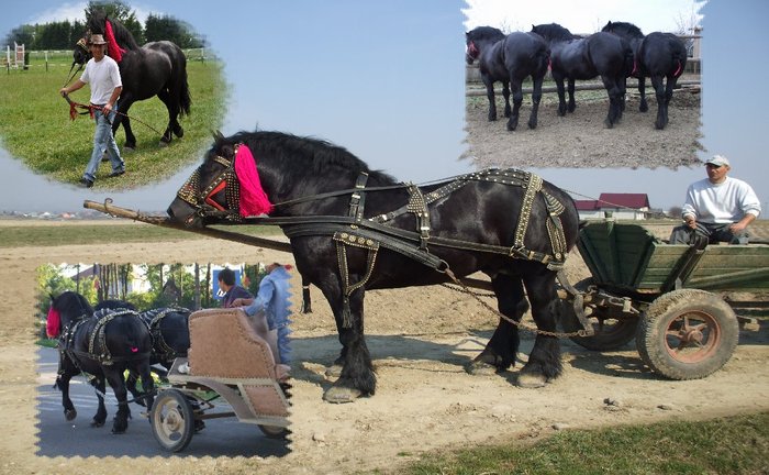 3 - Black and grey horses