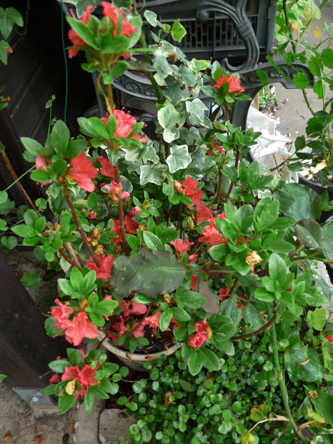  - Azalee si Rhododendroni