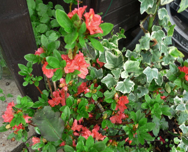  - Azalee si Rhododendroni