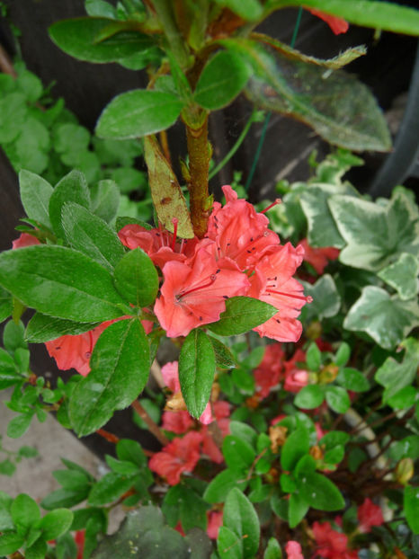  - Azalee si Rhododendroni