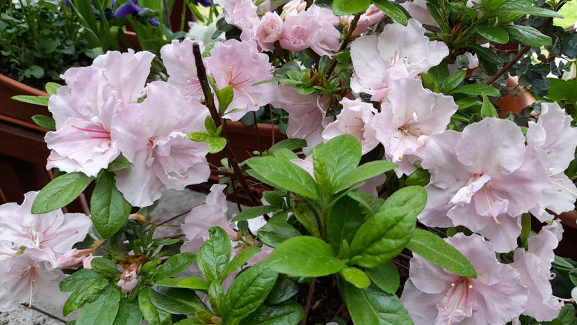 © - Azalee si Rhododendroni