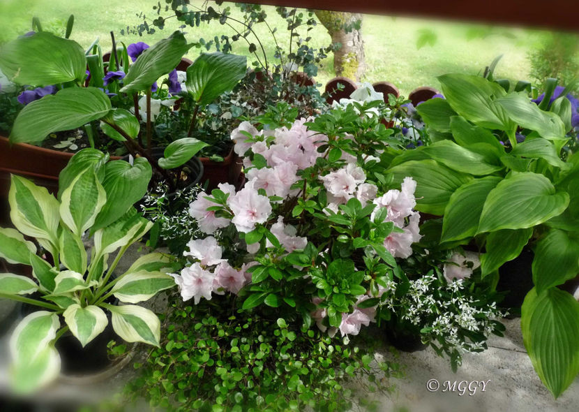 © - Azalee si Rhododendroni