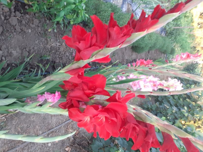  - 0 Gladiole si alte flori-