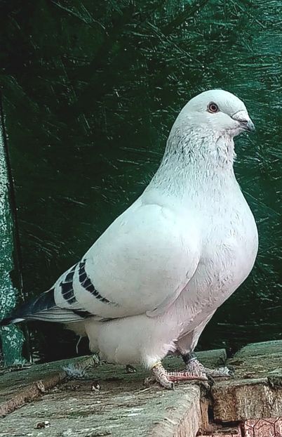 154816 - Masculi azur 2024