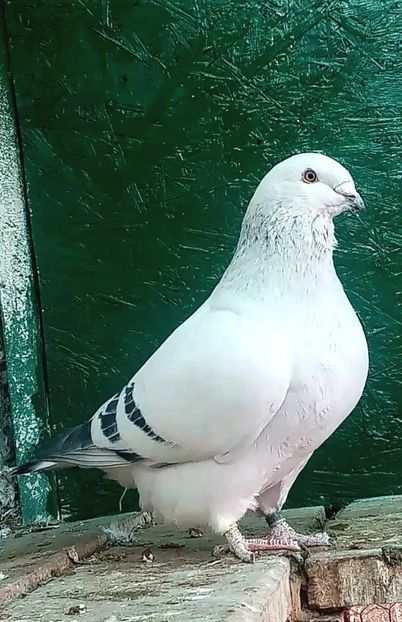 M 2023 - Masculi azur 2024