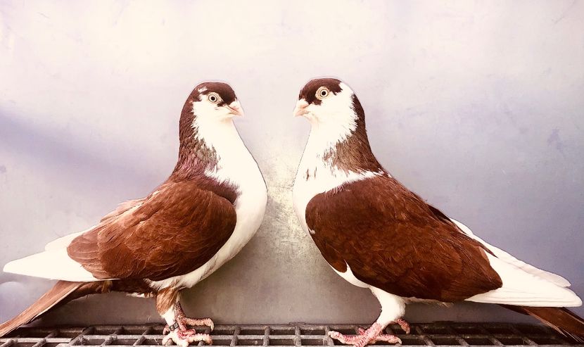 Perechea  51 - B - Perechi 2024