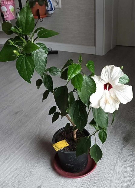 Screenshot_2024-01-07-23-33-01-75_be80aec1db9a2b53c9d399db0c602181 - ZZ Hibilicii mei 2023