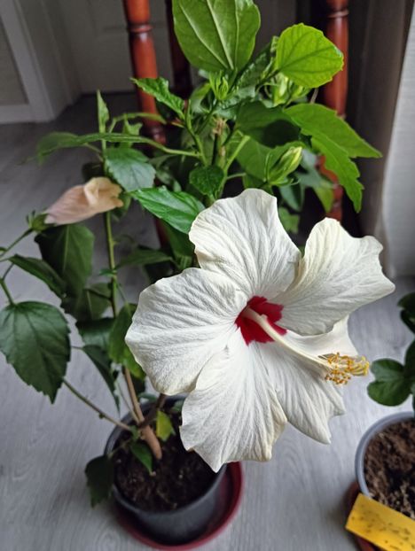 IMG20240108092154 - ZZ Hibilicii mei 2023