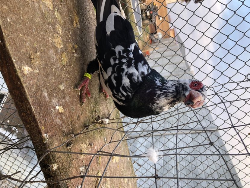 E7BEA4A9-D7B9-406C-A654-C656A831D875 - Berberi2024