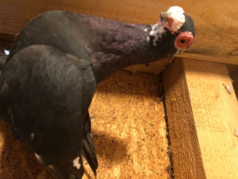 097D6E86-6164-44C7-8C68-A03D8AAA4278 - Berberi2024