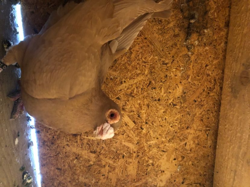 02098E0A-6436-48E4-8042-F4DCCF0BA86F - Berberi2024