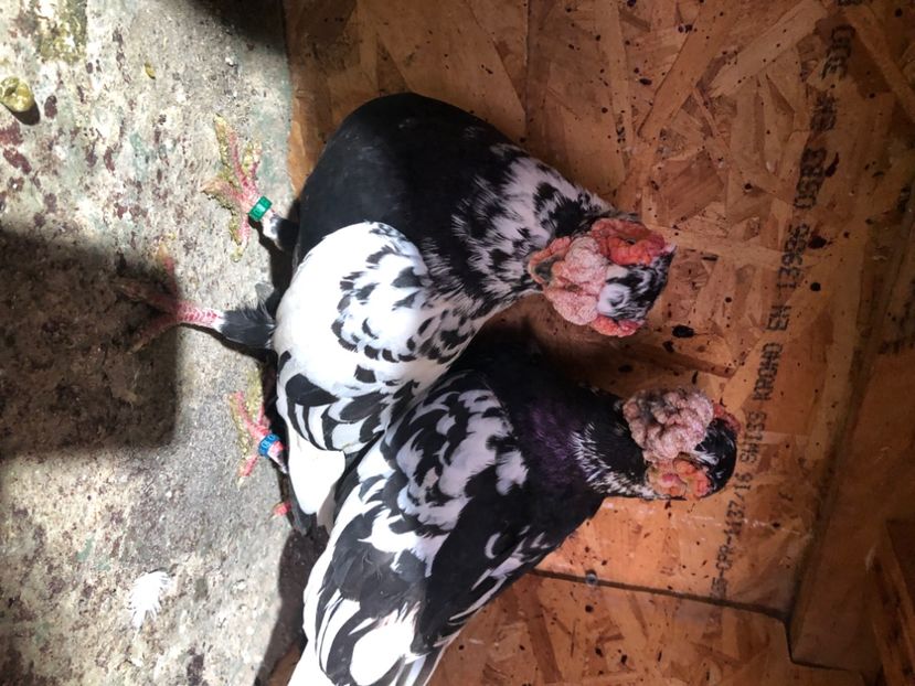 FEE80D18-3D98-4E4E-960B-C86EB9F1FF14 - Berberi2024