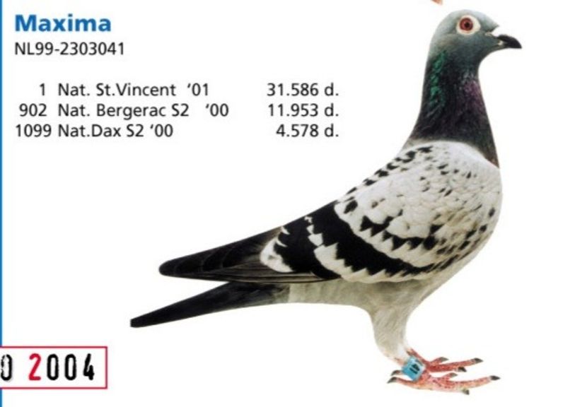 Hagensracing (1) - KEVIN - Boogaard van Buuren nepot din EVELYN locul 1 internațional BARCELONA 2011