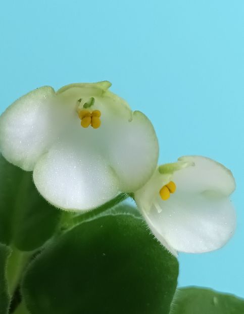 Mac s Callow Carillion - PORTRETE