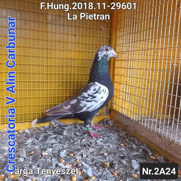  - Nu îmi aparțin 7