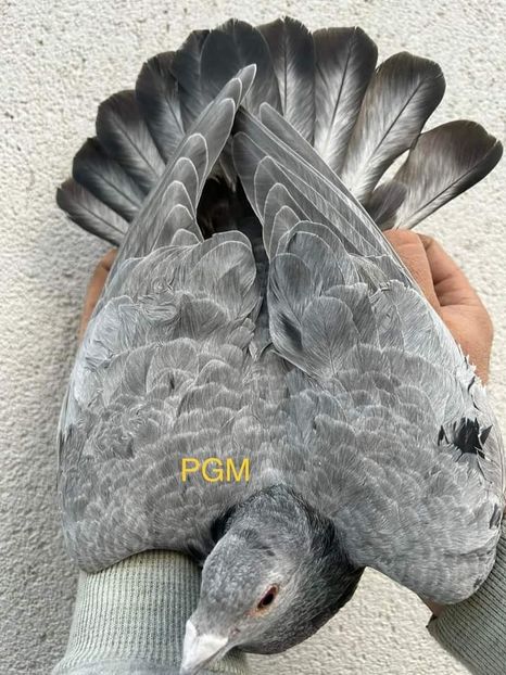  - Nu îmi aparțin 7