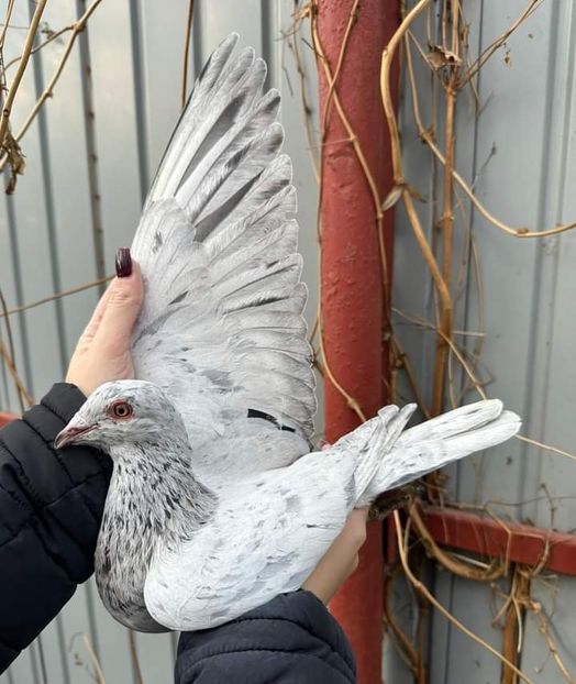  - Nu îmi aparțin 7