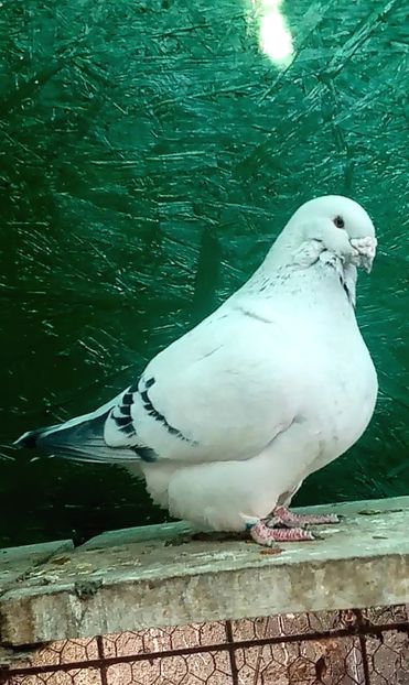 M21 - Masculi azur 2024