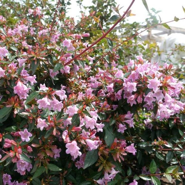 poza preluata - 0 Abelia grandiflora edward goucher