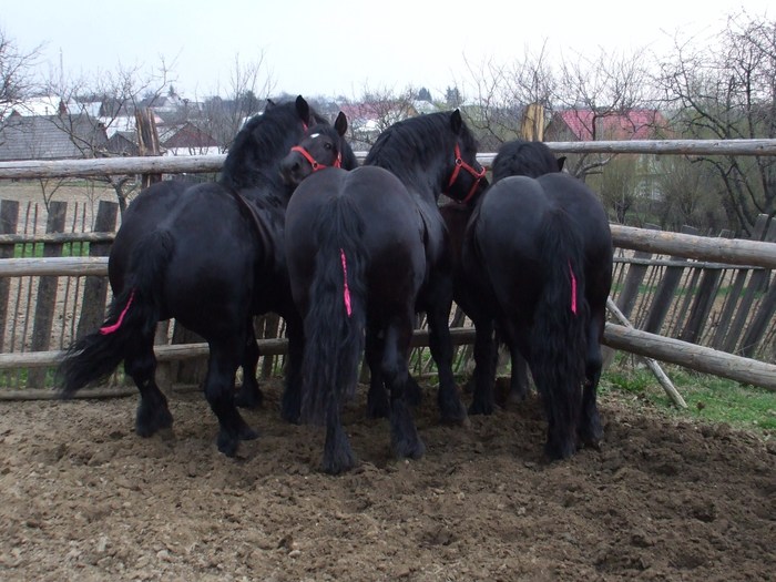 079 - Black and grey horses