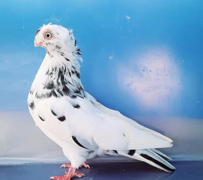 17064  Femelă  2023 - Jucători Bimoțați de Ardeal