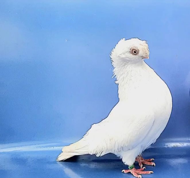 7091  Femelă  2019 - Jucători Bimoțați de Ardeal