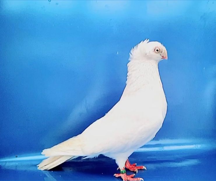 7029  Femelă  2019 - Jucători Bimoțați de Ardeal