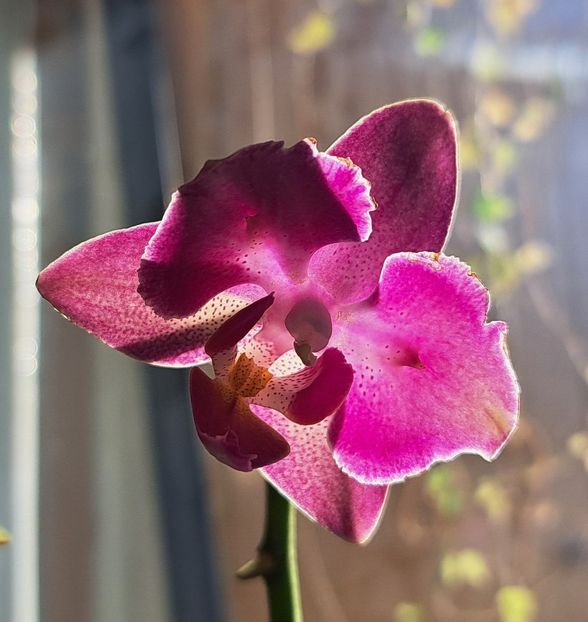  - Phalaenopsis 2