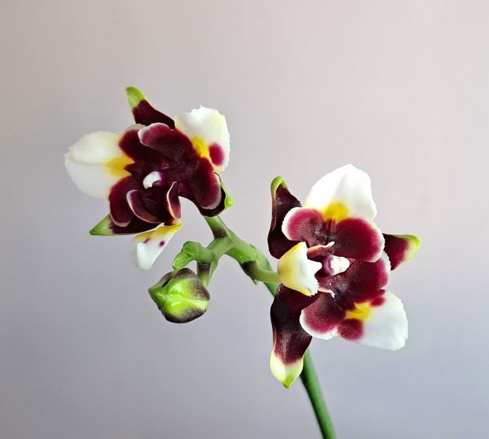  - Phalaenopsis 2