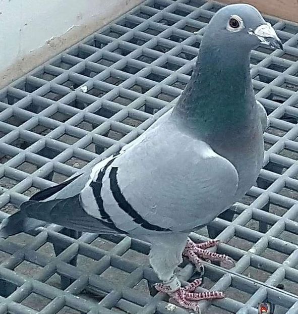  - Nu îmi aparțin 7