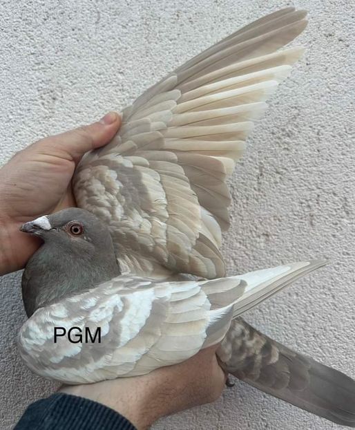  - Nu îmi aparțin 7