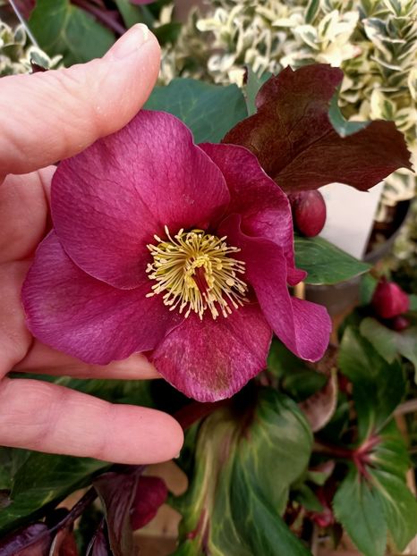 Img.2024.01.12 - Magazinul 3