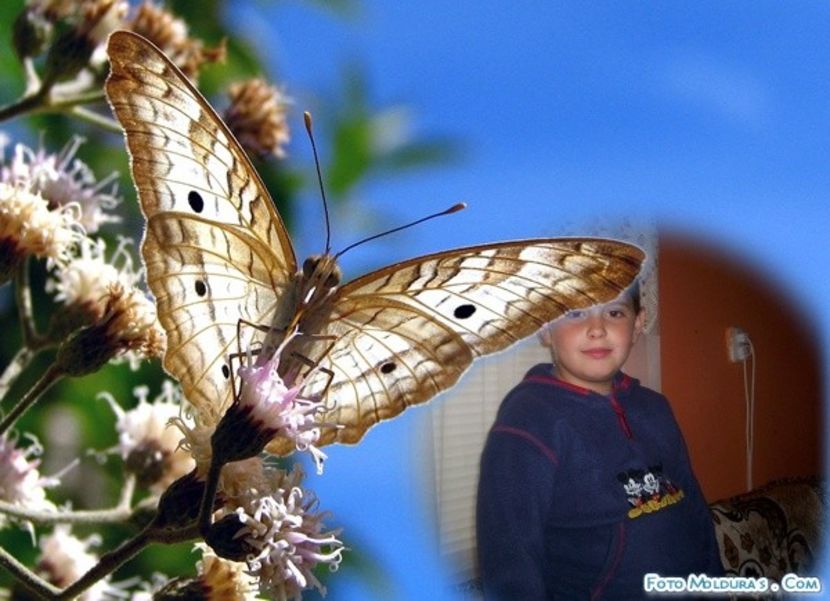 SCRAPE33 - FAMILIA MEA SEBES -ALBA
