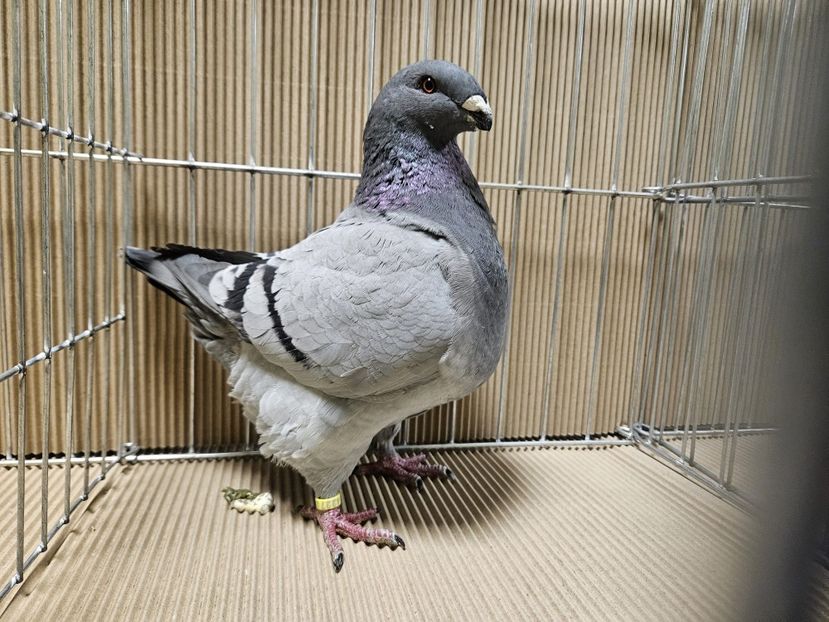  - EXPOZIȚIE CLUB CAGHR 2024