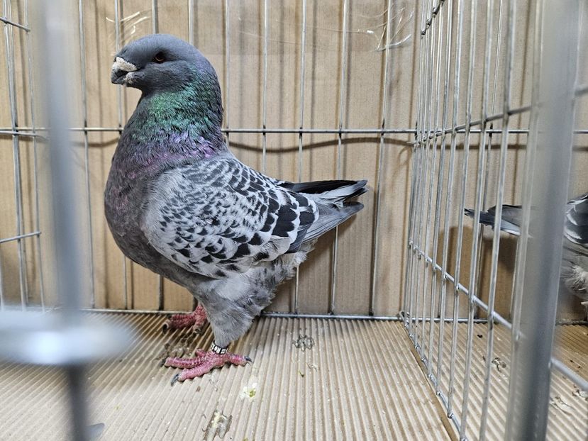  - EXPOZIȚIE CLUB CAGHR 2024