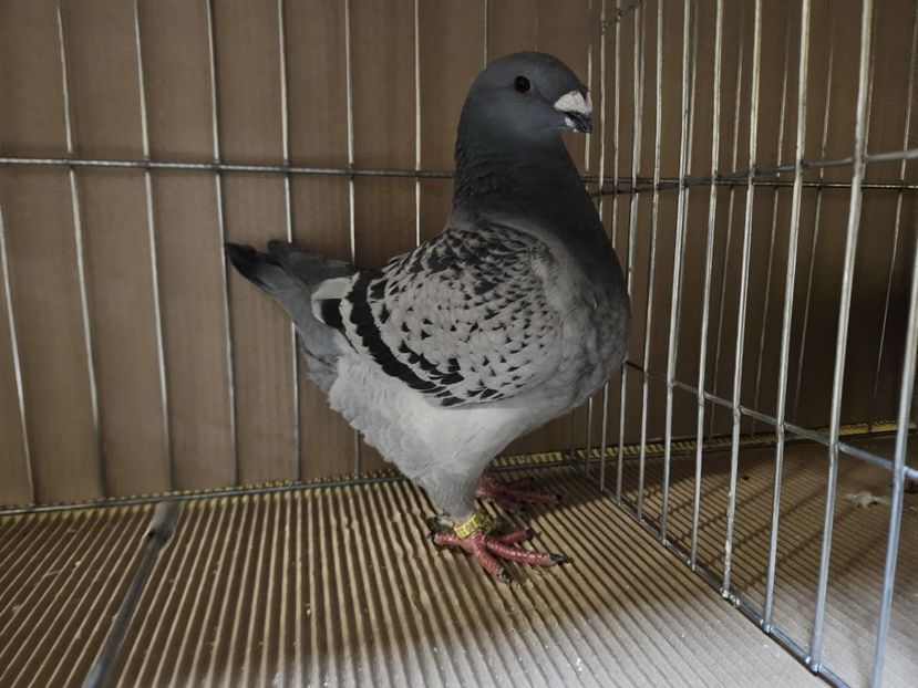  - EXPOZIȚIE CLUB CAGHR 2024