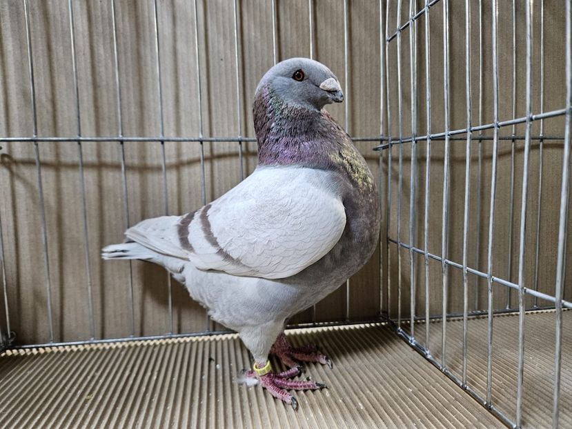  - EXPOZIȚIE CLUB CAGHR 2024