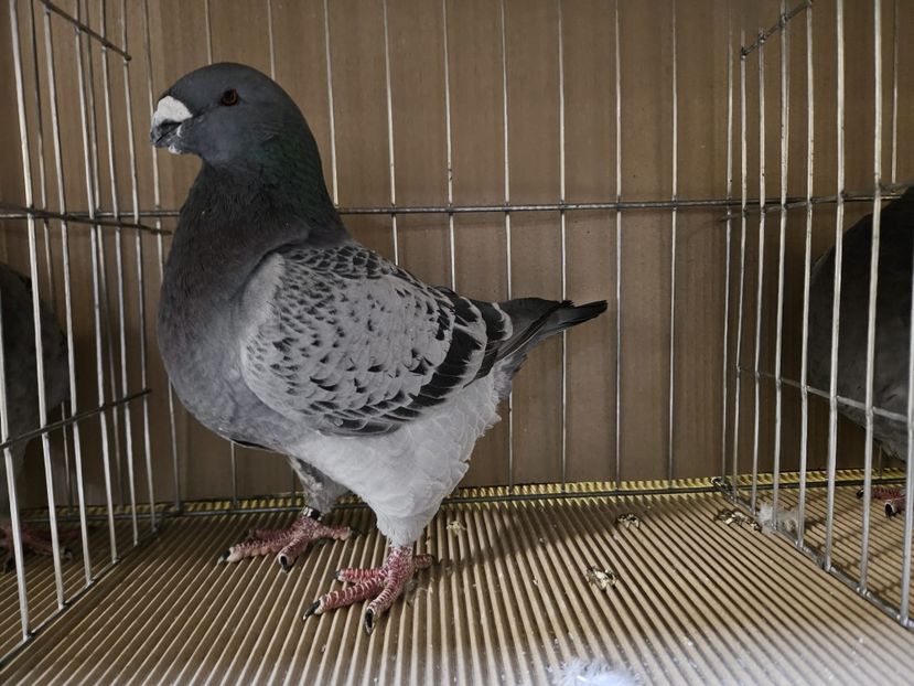  - EXPOZIȚIE CLUB CAGHR 2024