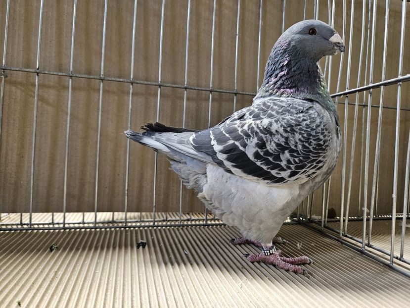  - EXPOZIȚIE CLUB CAGHR 2024