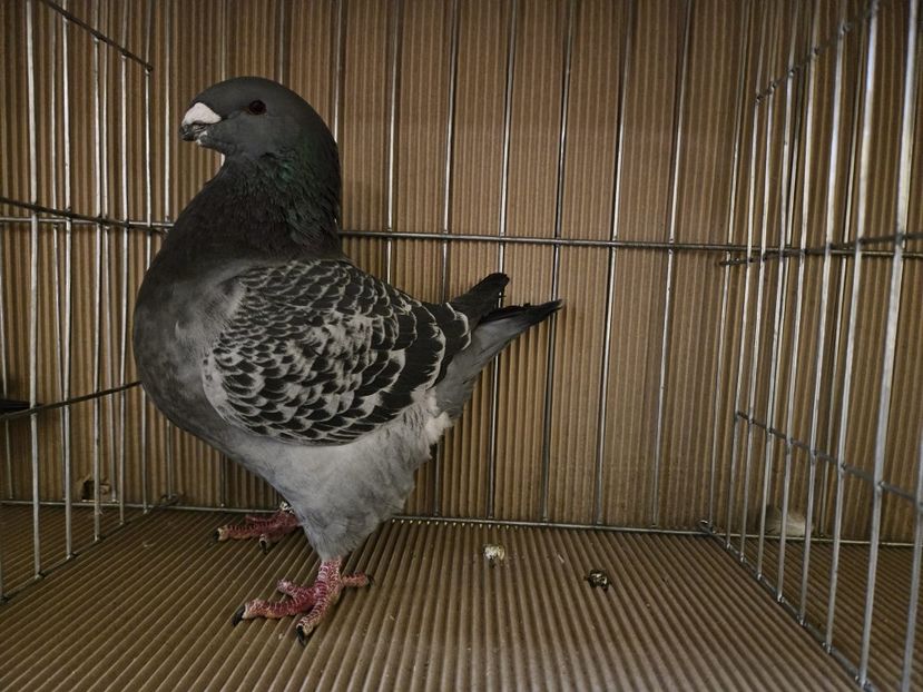  - EXPOZIȚIE CLUB CAGHR 2024