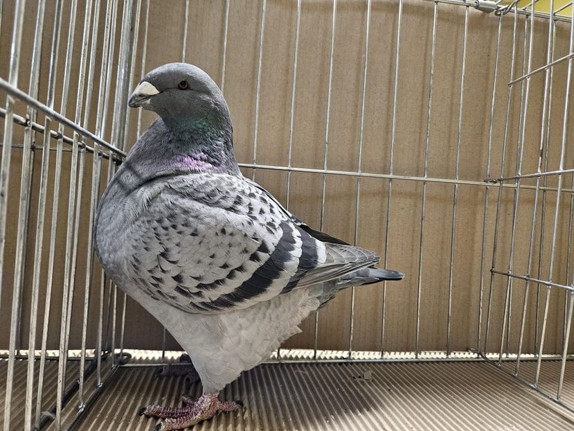  - EXPOZIȚIE CLUB CAGHR 2024